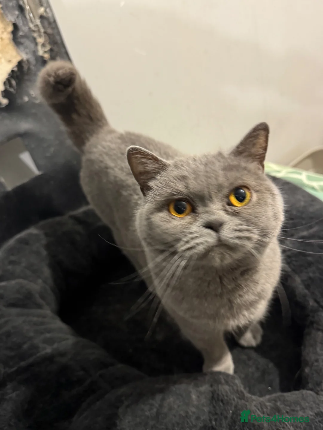 British Shorthair cats for sale: Adults British shorthair  - Advert 6