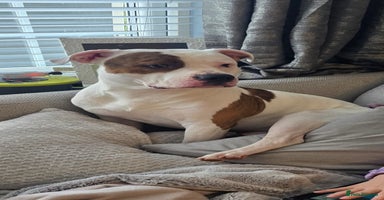 Staffordshire Bull Terrier dogs - Advert 7