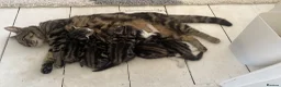 Mixed Breed cats for sale: Litter of 5 kittens mackerel  - Advert 2