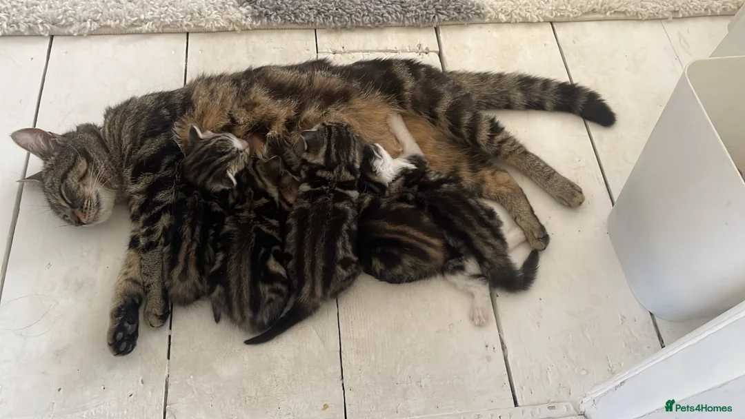Mixed Breed cats for sale: Litter of 5 kittens mackerel  - Advert 2