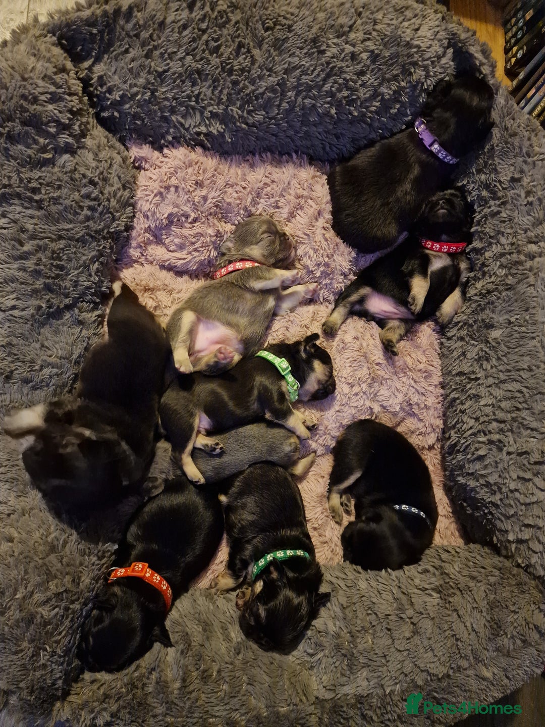 French Bulldog dogs for sale: Fluffy french bulldog puppies - Image 1