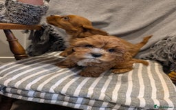 Cavachon dogs for sale: 2 Stunning Deep Red F1b Cavachon Puppies💙🩷 - Advert 7