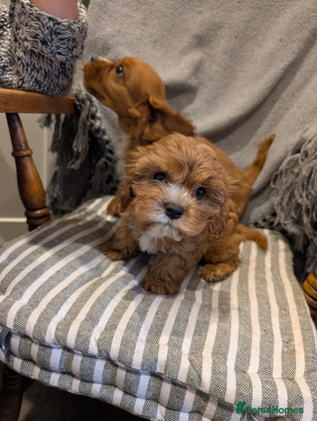 Cavachon dogs for sale: 2 Stunning Deep Red F1b Cavachon Puppies💙🩷 - Advert 7