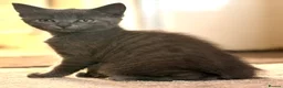 Mixed Breed cats for sale: Gorgeous kittens, 1 grey girl, 2 tabby boys - Advert 9