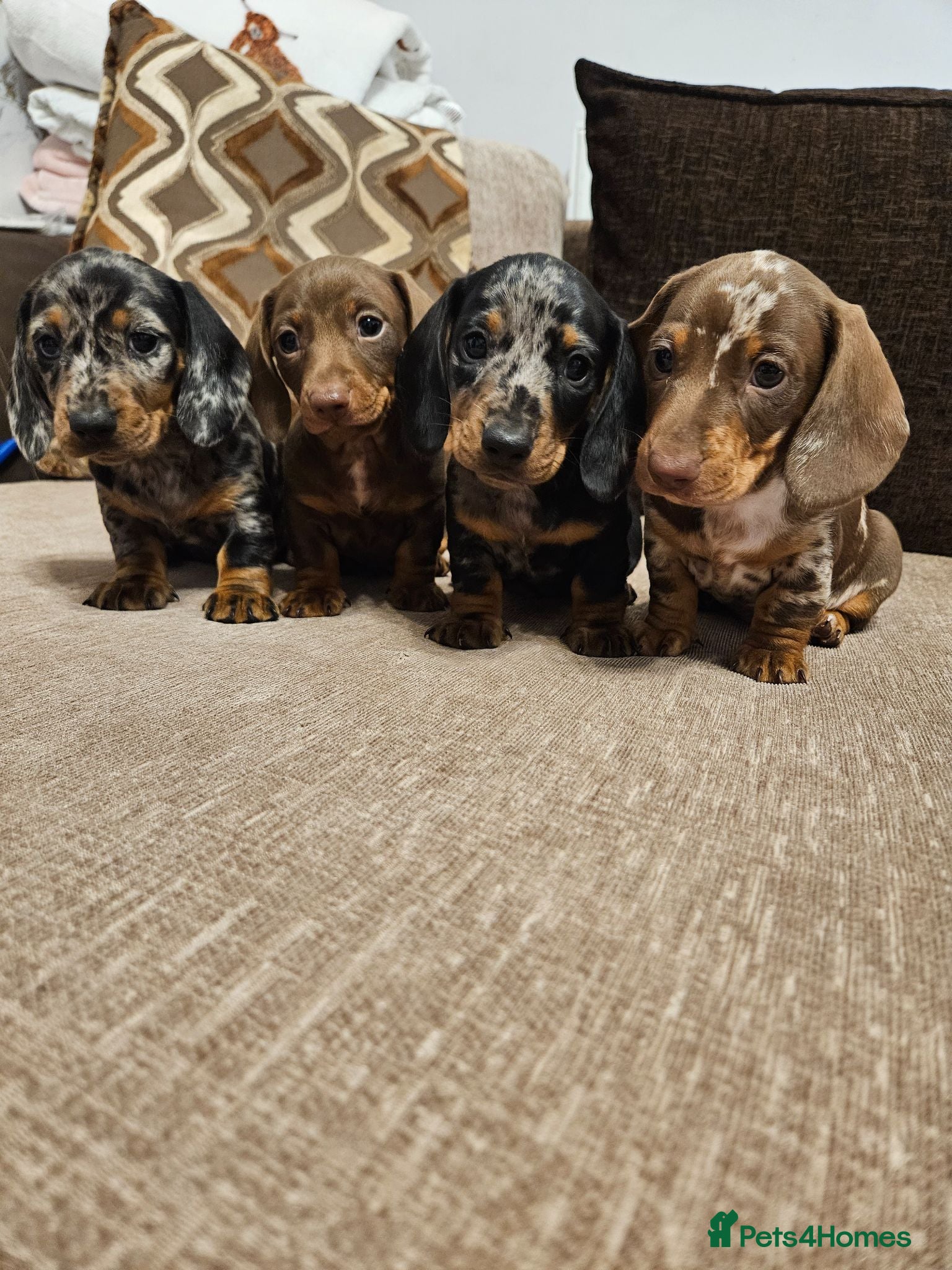 Miniature Dachshund dogs Minature dachshund puppies - kc registered. - Advert 2