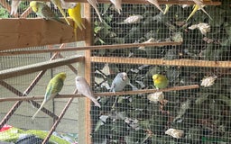 Budgerigars birds for sale: Various budgies  - Image 2