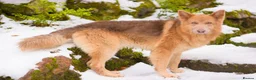 German Shepherd dogs for stud: Isabella german shepherd stud dog  - Advert 9