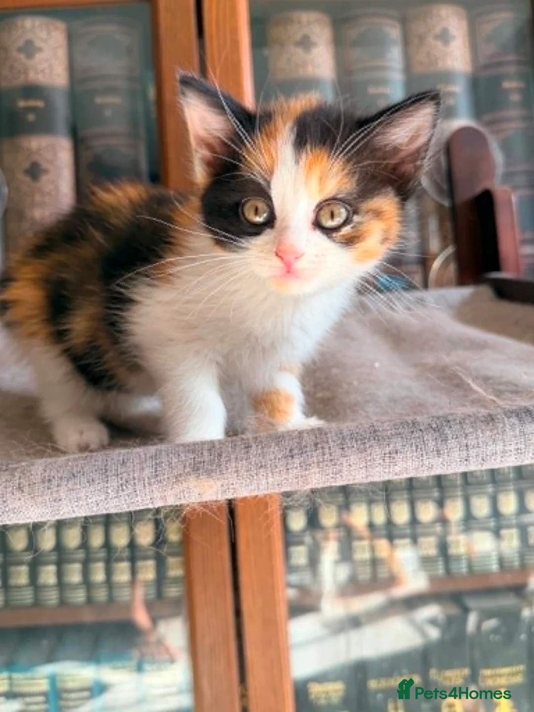 British Shorthair cats for sale: Stunning British Shorthair Kittens Ready Now! - Advert 1