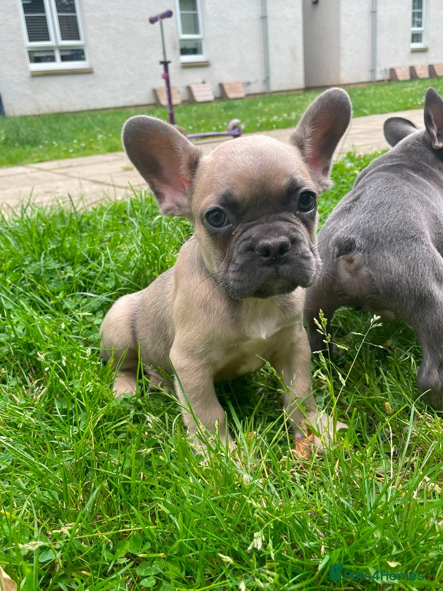 French Bulldog dogs French bulldog puppies ready now  - Advert 14