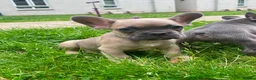 French Bulldog dogs for sale: French bulldog puppies ready now  - Advert 1