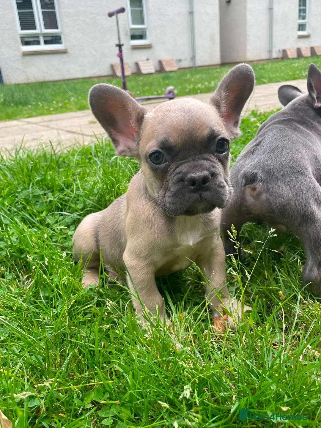 French Bulldog dogs for sale: French bulldog puppies ready now  - Advert 1