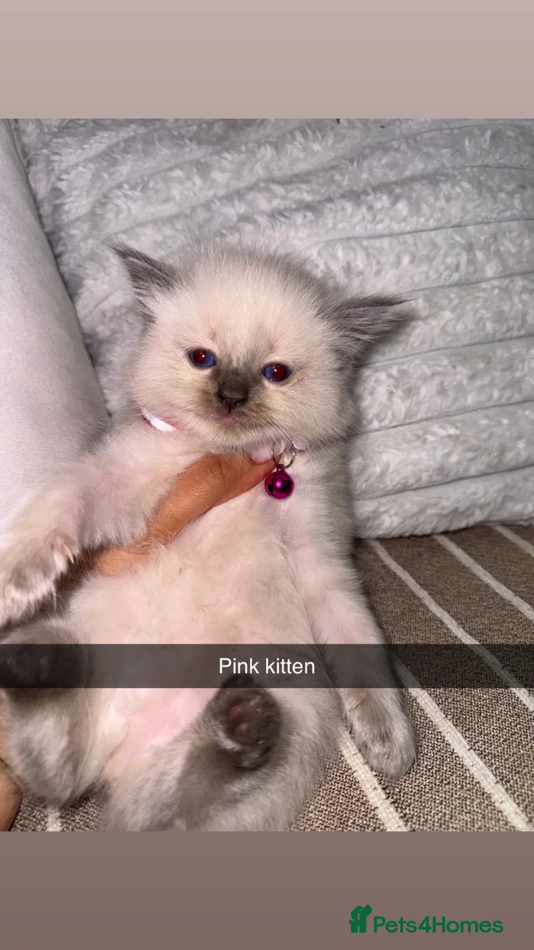 Ragdoll cats for sale: Cute ragdolls for sale  in London - Advert 2