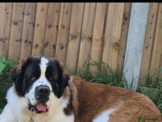 Saint Bernard dogs Outstanding Saint Bernard’s for Stud duties - Advert 2