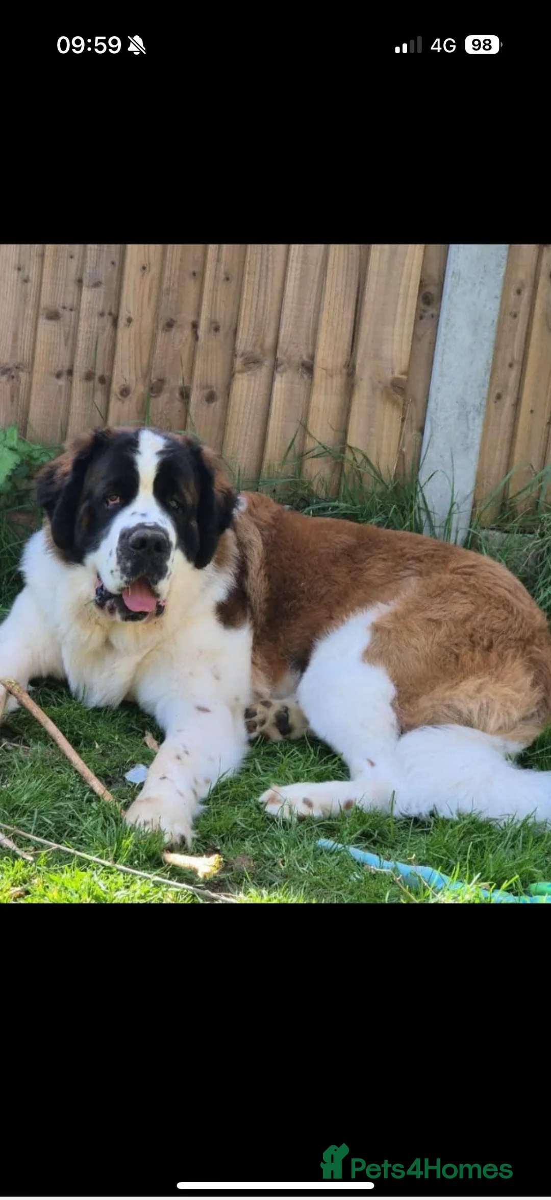 Saint Bernard dogs for stud: Outstanding Saint Bernard’s for Stud duties - Advert 1