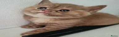Cinnamon tortoiseshell girl