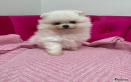 Pomeranian dogs for sale: READY 2nd August KC White Teddy Bear Poms - Image 9