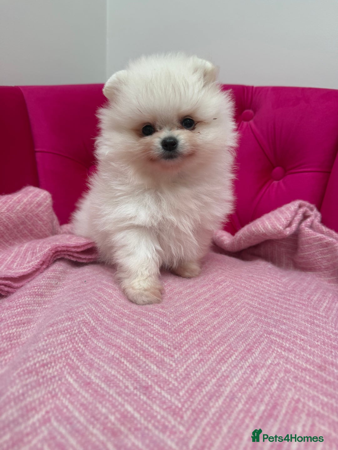 Pomeranian dogs for sale: READY 2nd August KC White Teddy Bear Poms - Image 9
