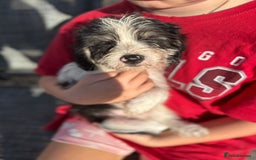 Mixed Breed dogs for sale: Beagle Cross puppies  - Image 16