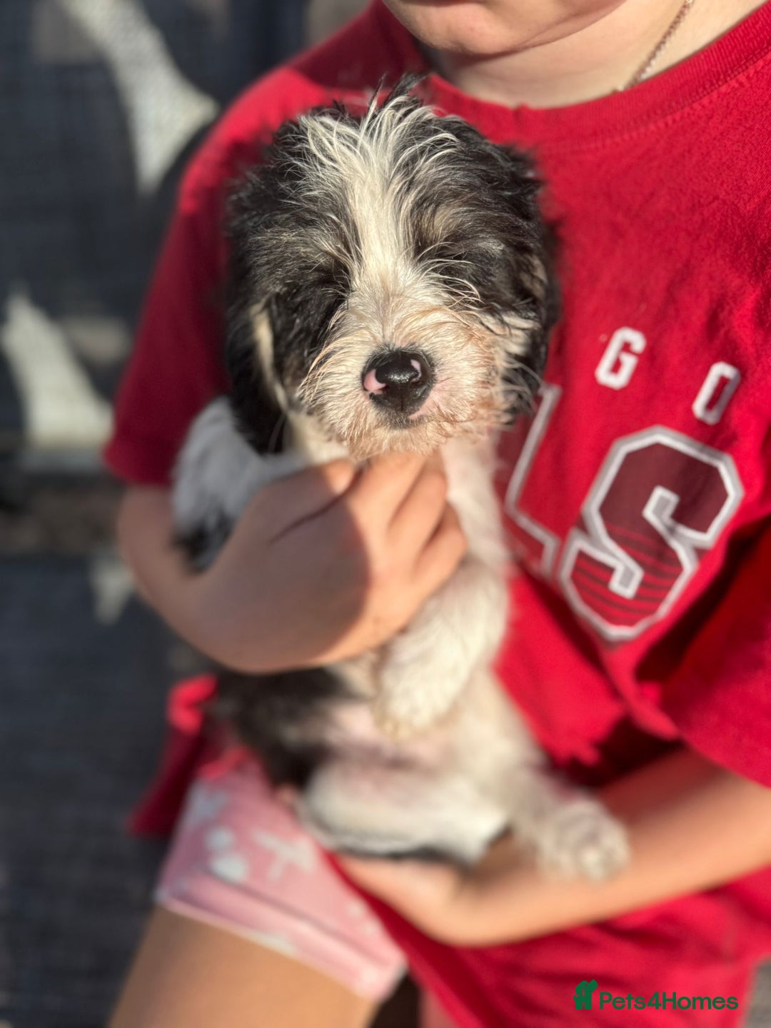 Mixed Breed dogs for sale: Beagle Cross puppies  - Image 16