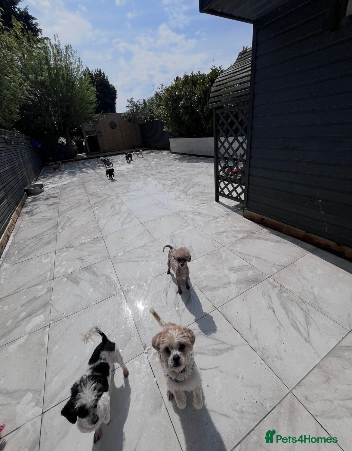 Cavapoo dogs Adult Cavapoo girl  - Advert 2