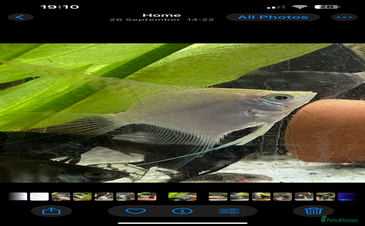 Angelfish fish - Advert 7