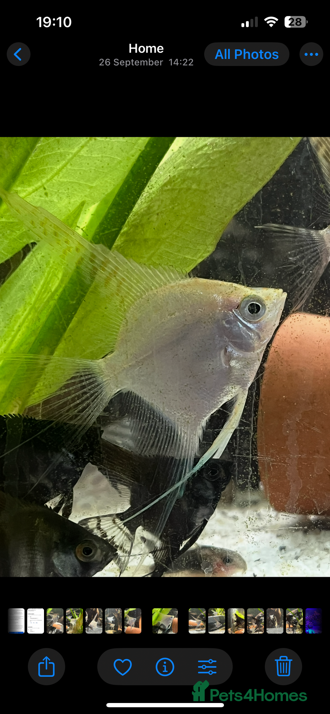 Angelfish fish for sale: Platinum white longfin angelfish - Image 4