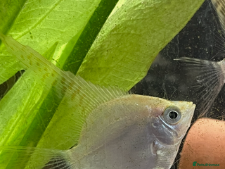 Angelfish fish - Advert 19