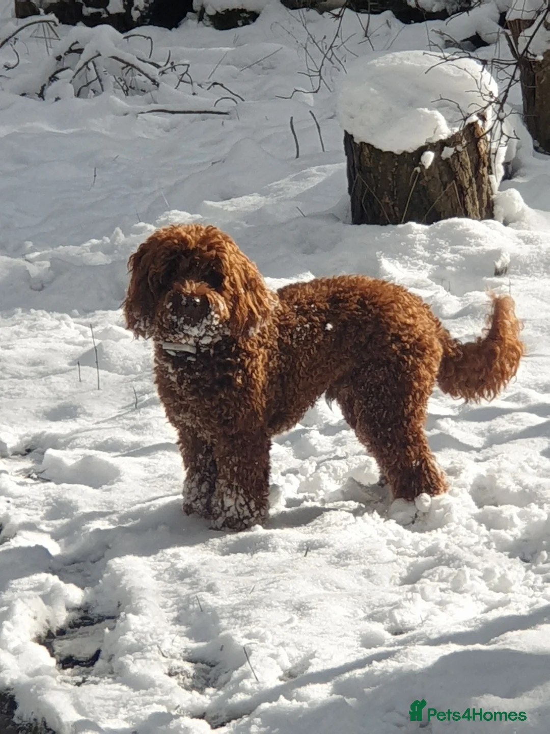 Cockapoo dogs for stud: Stunning Cockapoo For Stud in King's Lynn - Advert 3