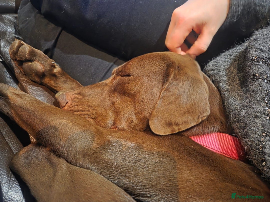 Mixed Breed dogs for adoption: Chocolate (Labrador/Pointer mix) - Advert 13