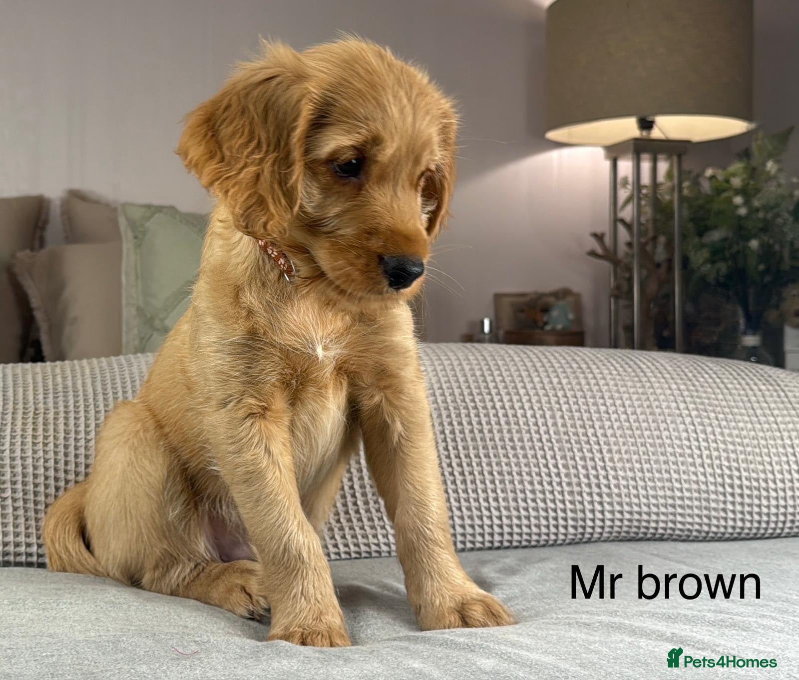 Goldendoodle dogs BEAUTIFUL HEALTHY CHUNKY PUPPIES  - Advert 1