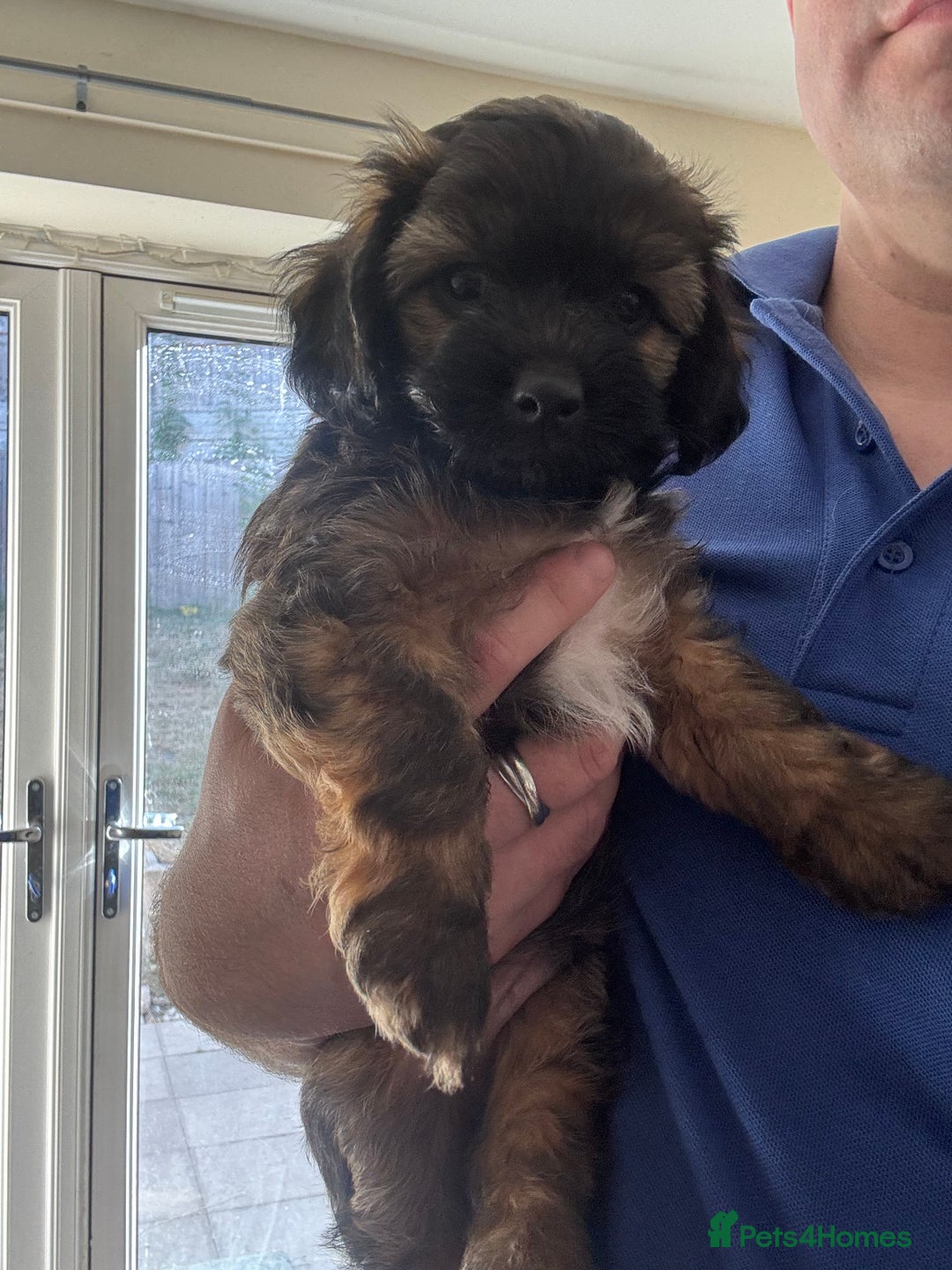 Shihpoo dogs for sale: 4 shihpoo males  in Telford - Image 39