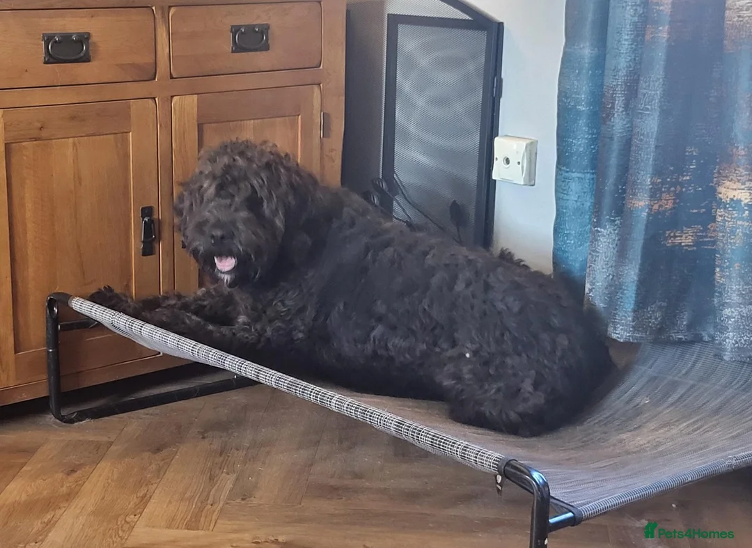 Mixed Breed dogs for adoption: ARTIE  - Advert 9
