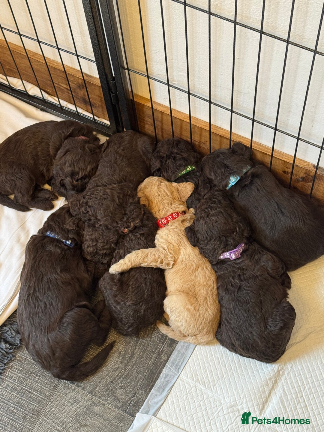 Labradoodle dogs for stud: Chocolate Standard Labradoodle Multigenerational  in Matlock - Advert 7