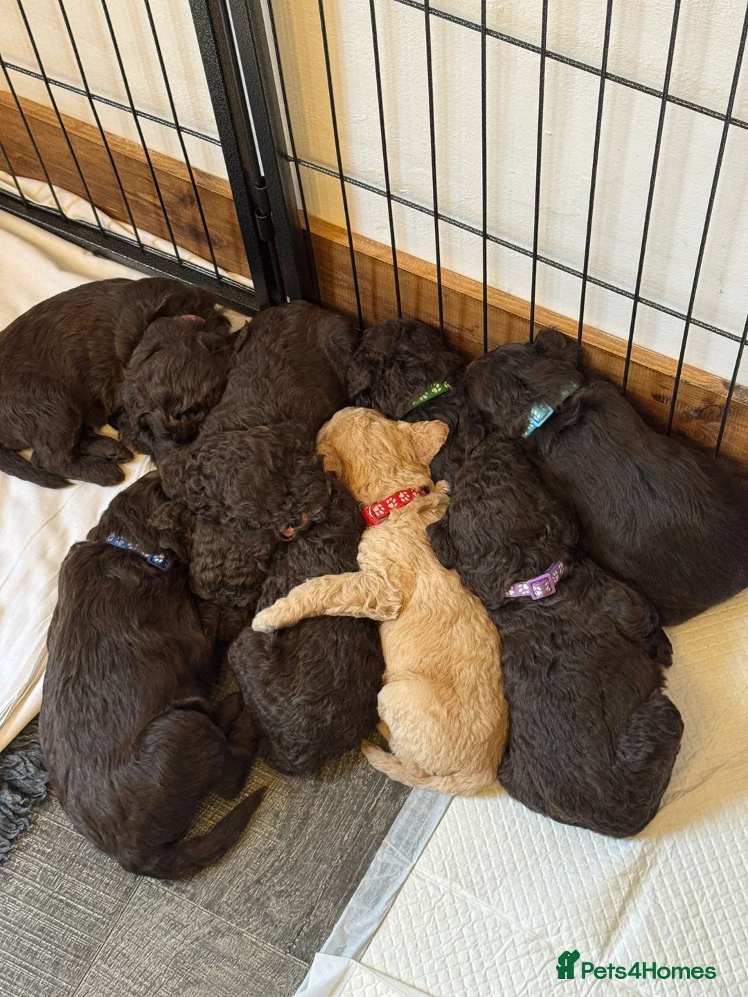 Labradoodle dogs for stud: Chocolate Standard Labradoodle Multigenerational  in Matlock - Advert 8