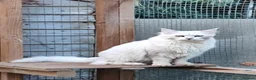Maine Coon cats for sale: Very affectionate silver shell boy  - Advert 4