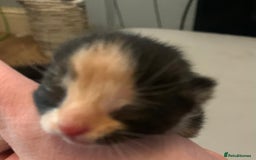 Mixed Breed cats for sale: 5 beautiful kittens all need loving homes - Advert 10