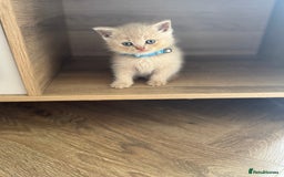 British Shorthair cats for sale: kitten  - Image 7