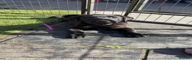 Labrador Retriever 3