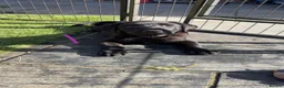Labrador Retriever dogs for sale: Beautiful Labrador champion bloodline pups  in Doncaster - Advert 6