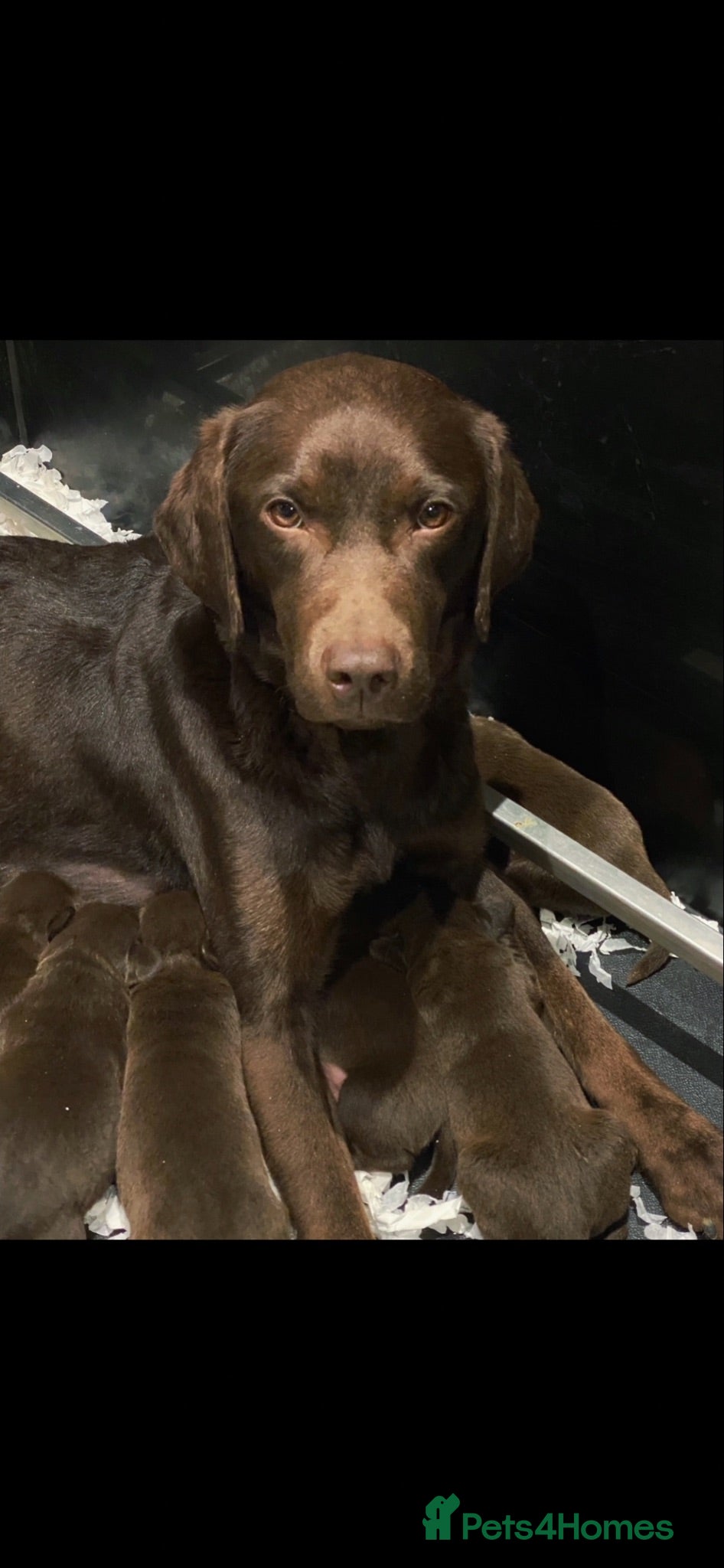 Labrador Retriever dogs 5 ⭐️ KC, VET checked, CHOCOLATE LABRADORS - Advert 1