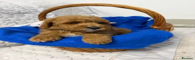 Cavapoo 3