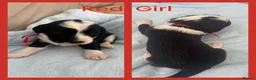 Mixed Breed dogs for sale: 🐾 Beautiful Poodle Cross Puppies 🐾 - Advert 6