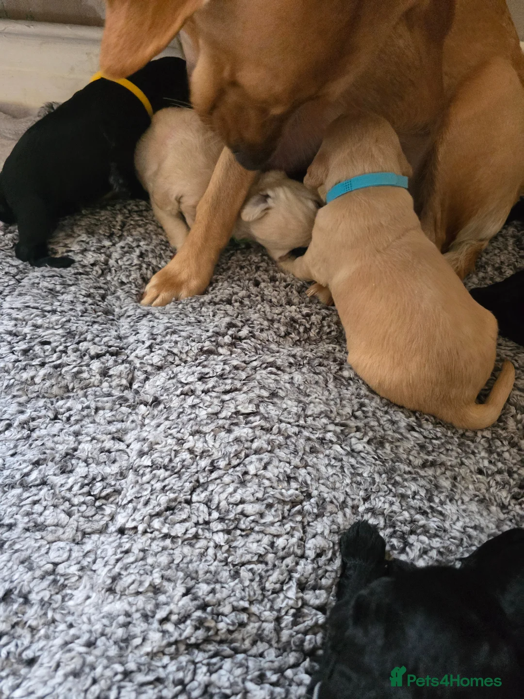 Labradoodle dogs for sale: Beautiful F1 labradoodles  in Witham - Advert 10