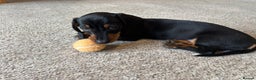 Miniature Dachshund dogs for sale: KC Registered beautiful miniature Dachshund  - Advert 2