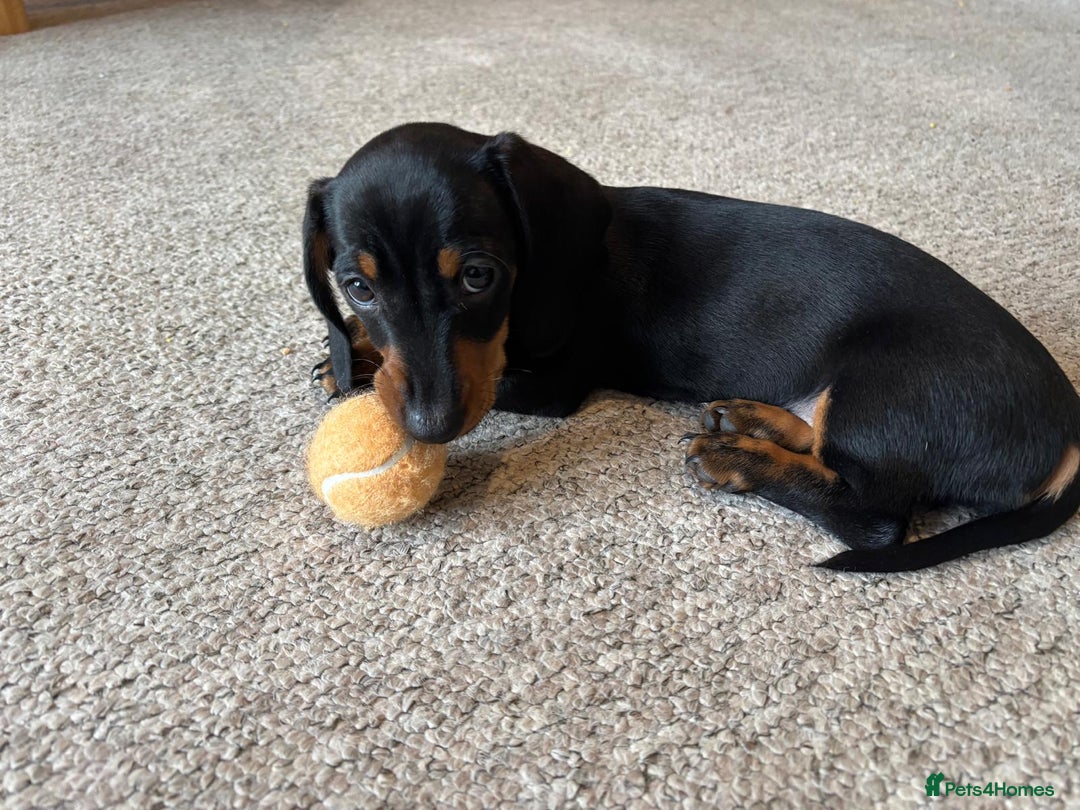 Miniature Dachshund dogs for sale: KC Registered beautiful miniature Dachshund  - Advert 2