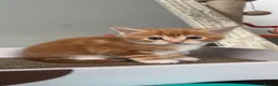 Maine Coon cats for sale: 3 maine coon girls ready in 3 weeks!!!🖤🧡🤍 in Birkenhead - Advert 7