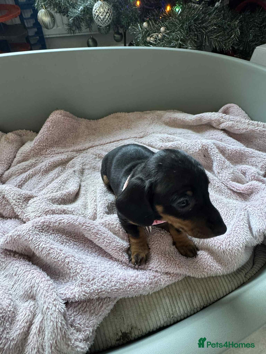 Miniature Dachshund dogs for sale: My family dogs have had a litter of 5  - Advert 27