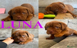Mixed Breed dogs for sale: Puppy's for sale  - Image 2