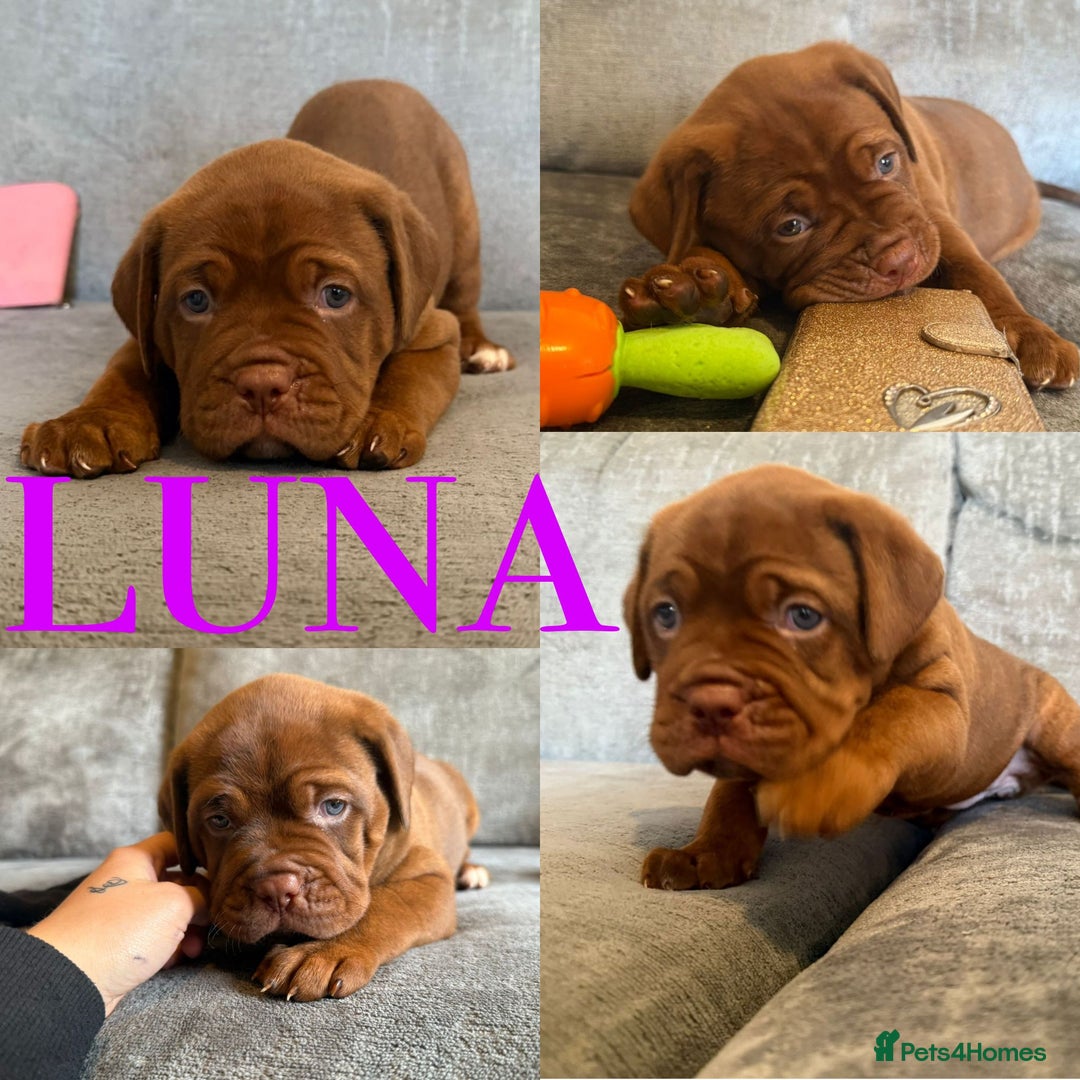 Mixed Breed dogs for sale: Puppy's for sale  - Image 2