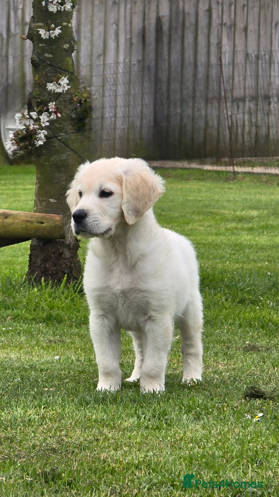 Golden Retriever dogs for sale: *Stunning kc Dna clear Golden retriever pup* - Advert 2